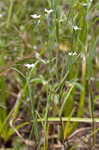 Pasture heliotrope